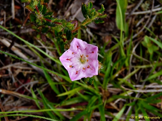 {Kalmia hirsuta}